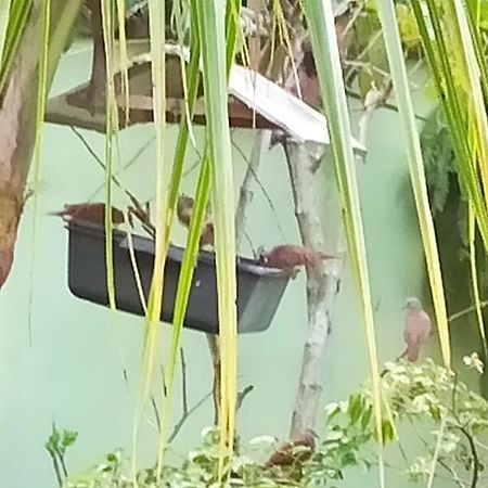 Paraiso Aconchegante Casa Espacosa E Muito Verde Caraguatatuba Esterno foto