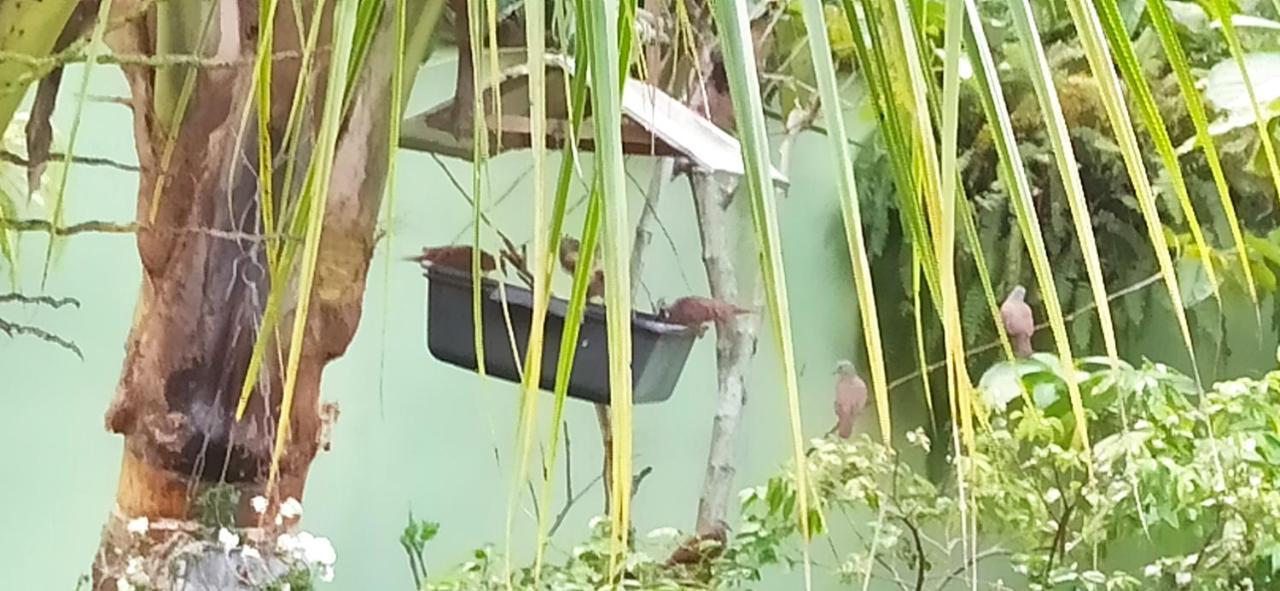 Paraiso Aconchegante Casa Espacosa E Muito Verde Caraguatatuba Esterno foto